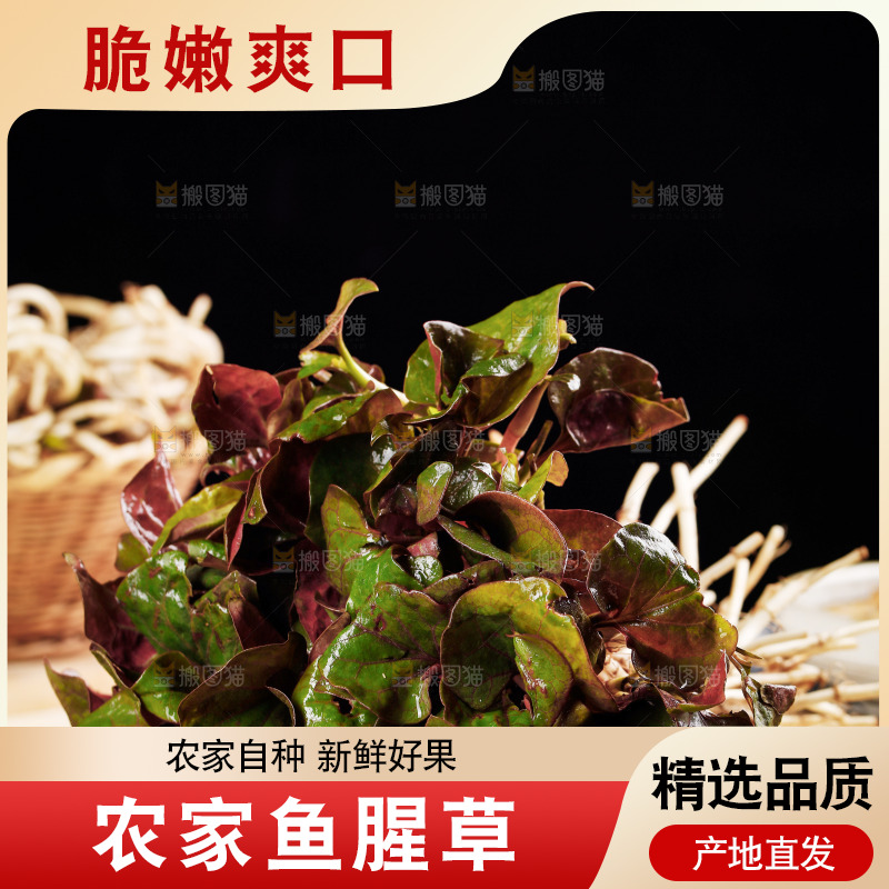 木底上放着新鲜折耳根