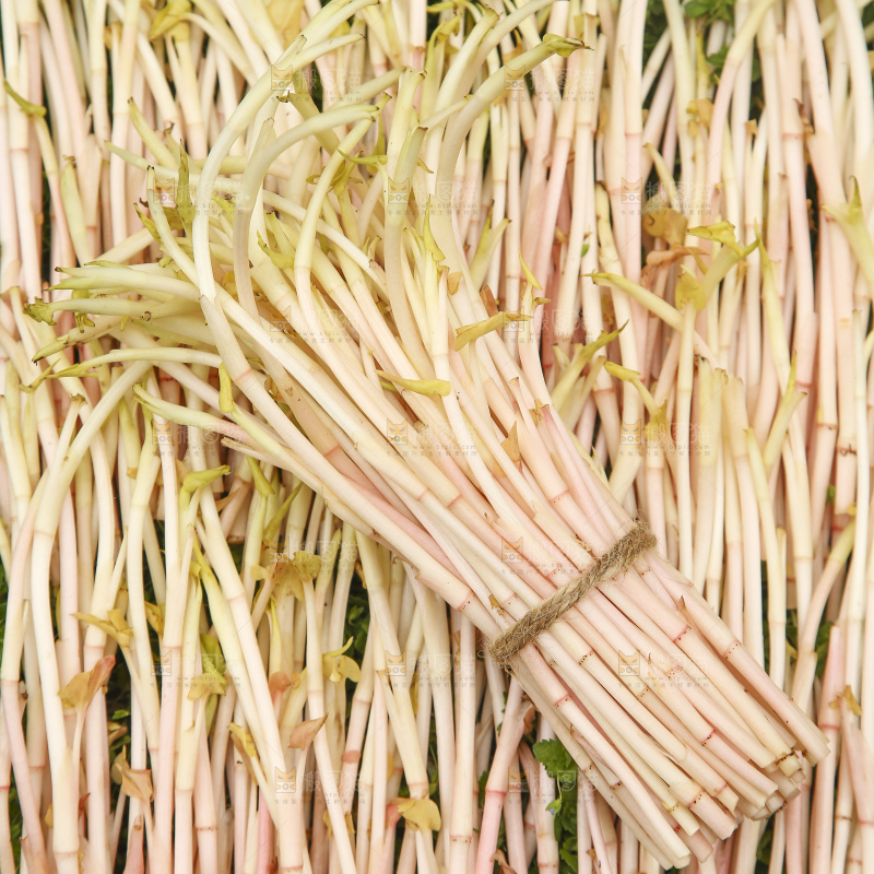 新鲜的鱼腥草嫩芽