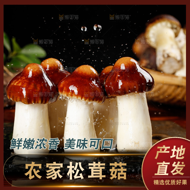 黑底上放着赤茸菇