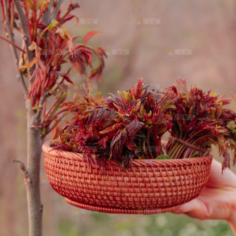 一篮红芽香椿