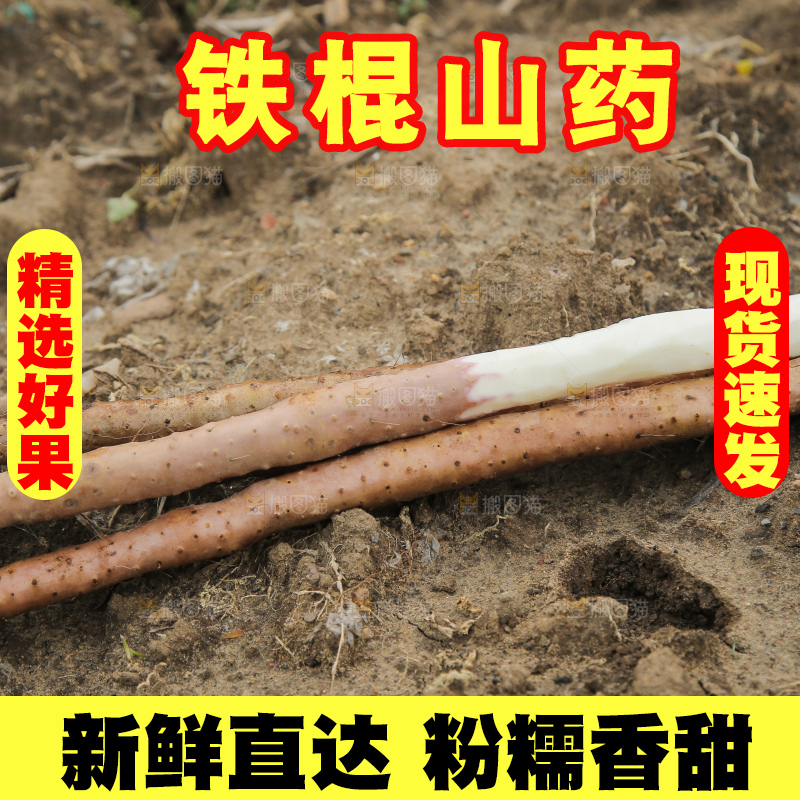 新鲜的铁棍山药