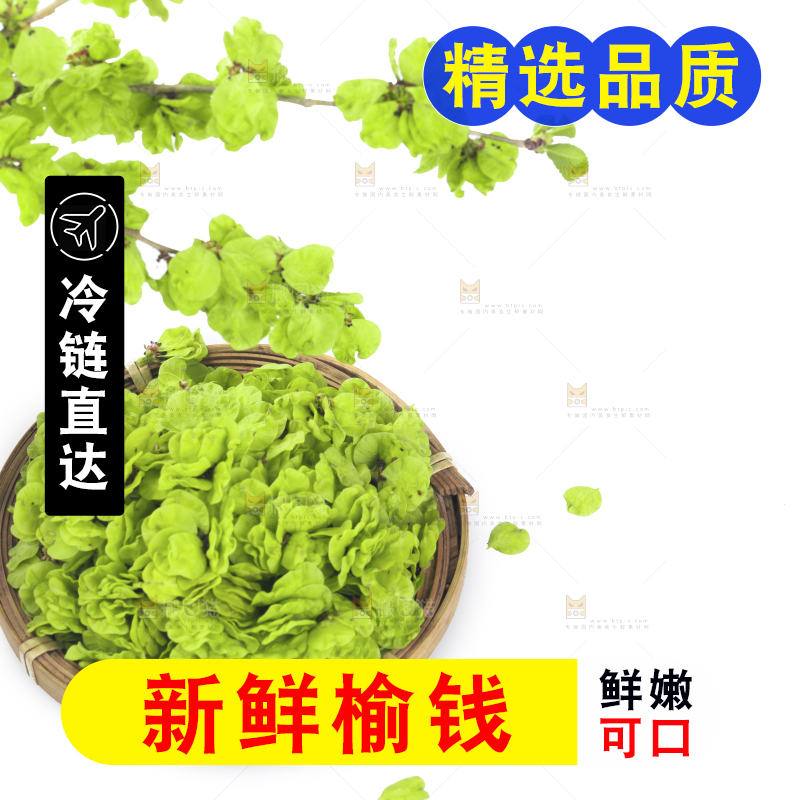 新鲜的野生榆钱