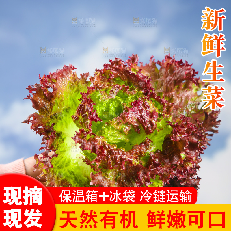 手里拿着紫生菜
