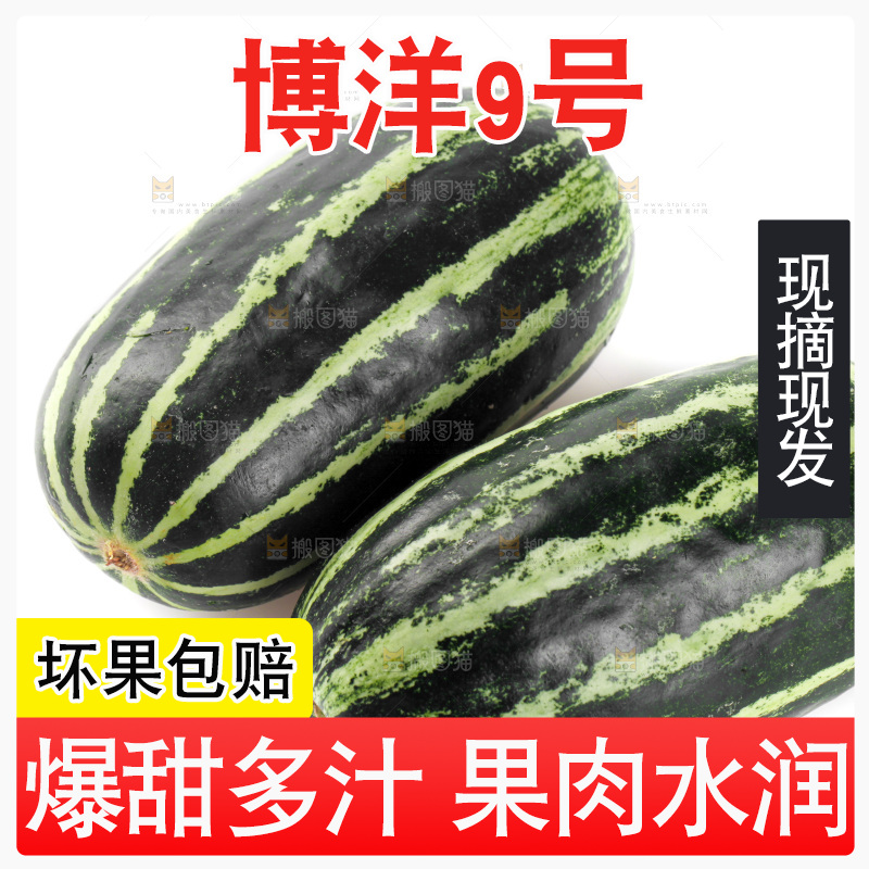 白底上放着博洋9号