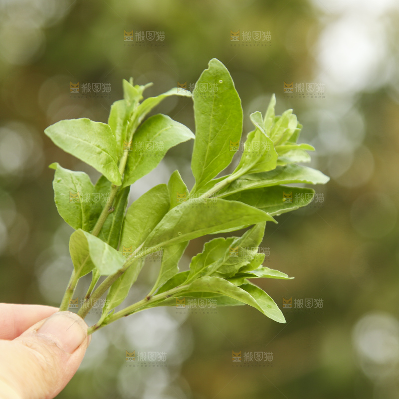 手里拿着枸杞头嫩芽
