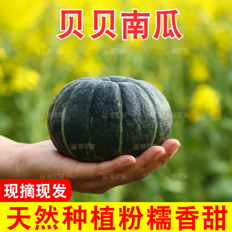 手里拿着板栗南瓜