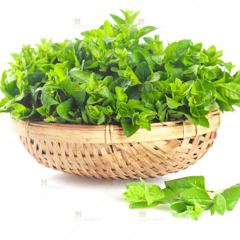 一篮枸杞菜