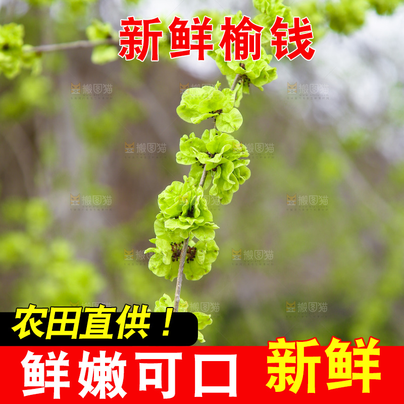 手里拿着榆钱树枝