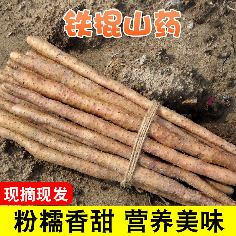 一捆铁棍山药