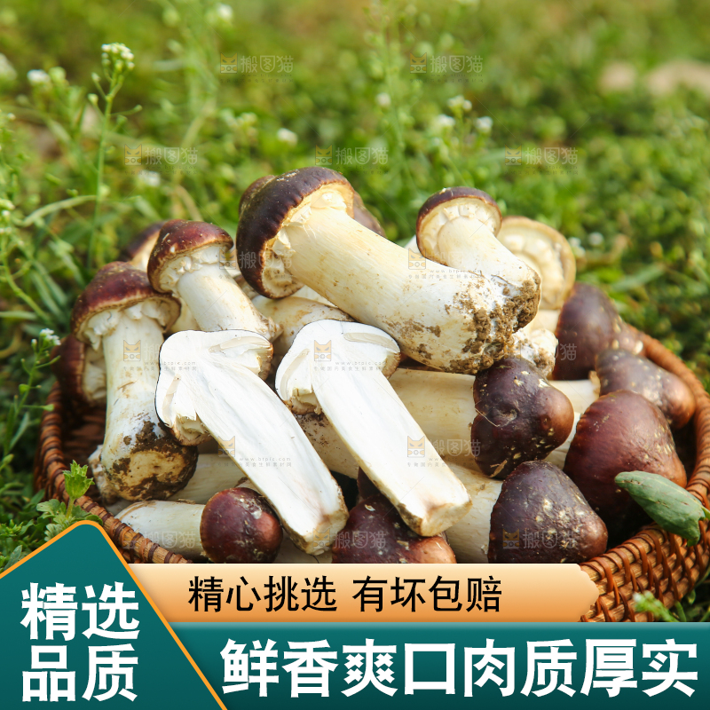 一篮云南赤松茸