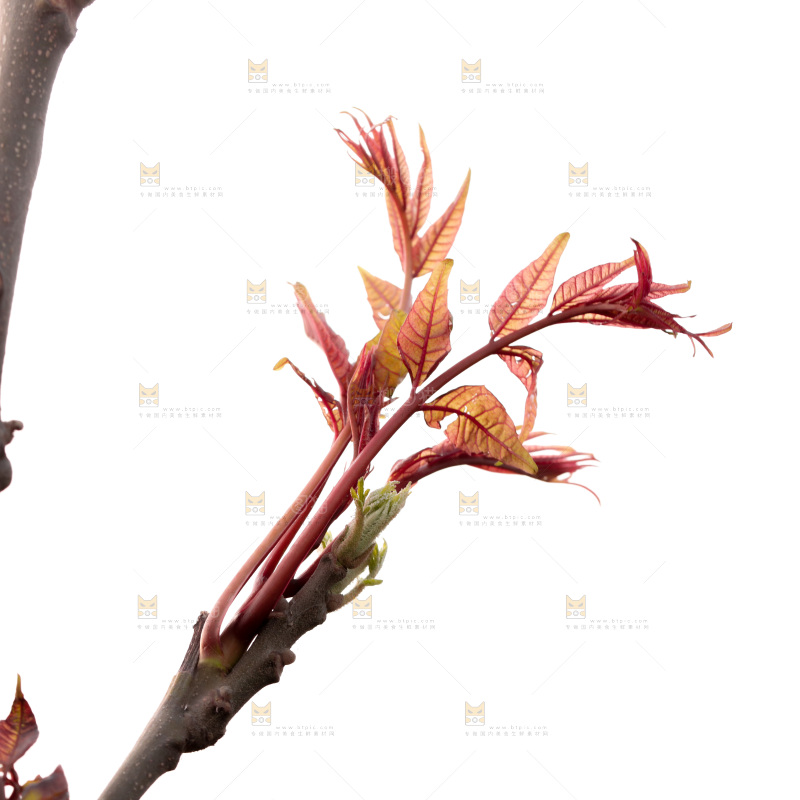 树叶上的头茬香椿芽