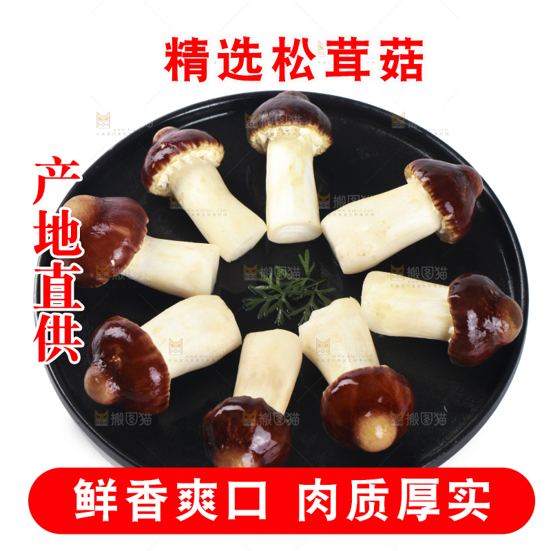 一盘松茸菇摆放在白底上