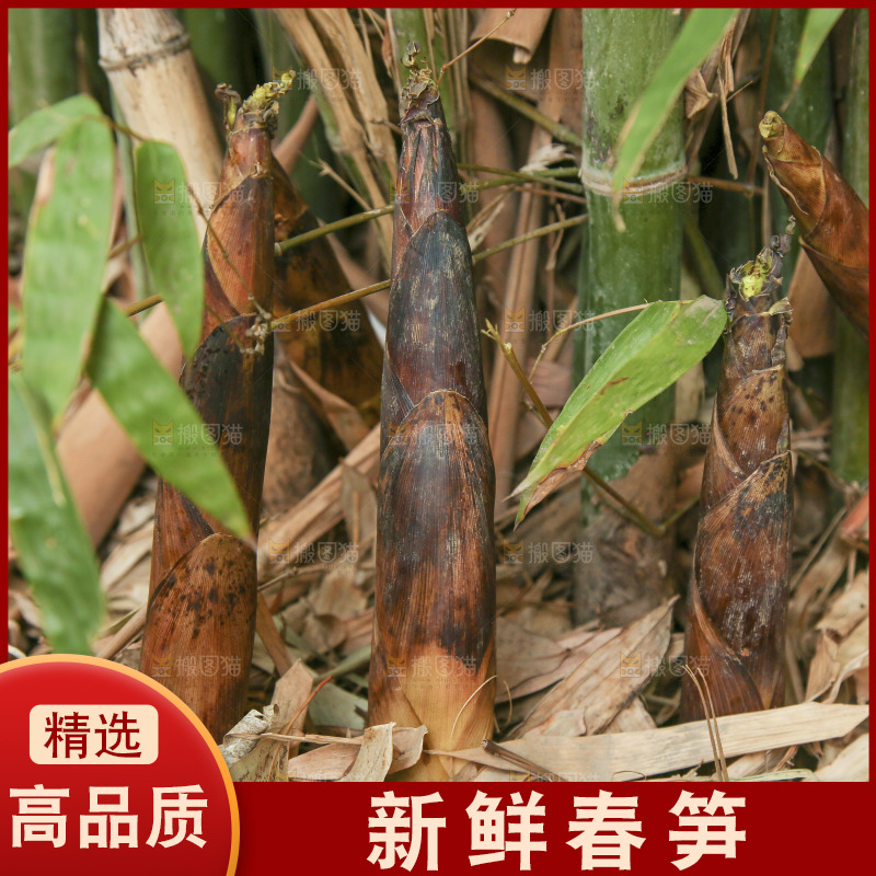 竹林里的春雷笋