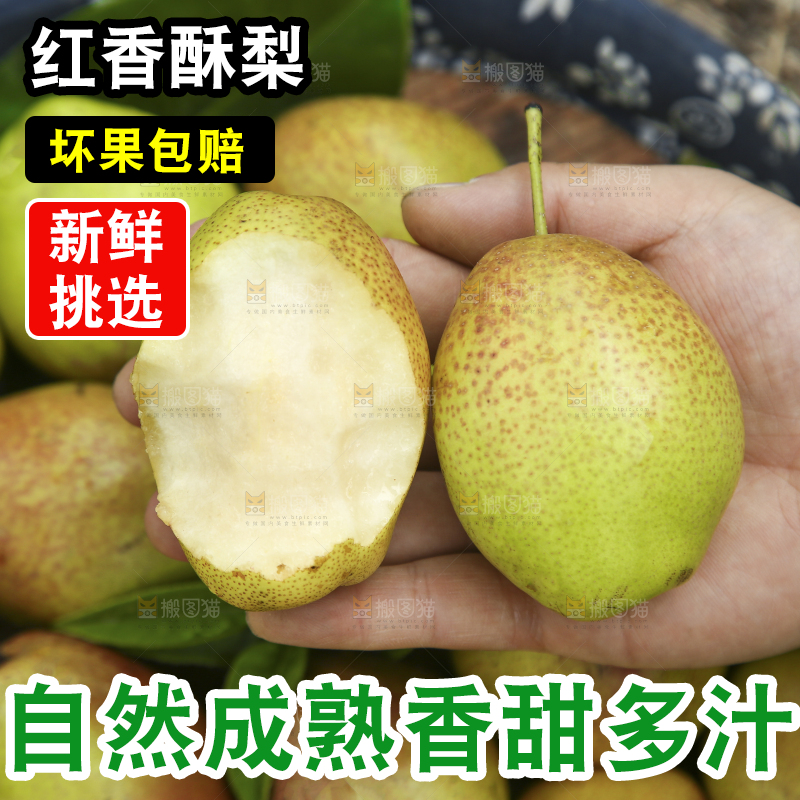 手拿着红酥梨