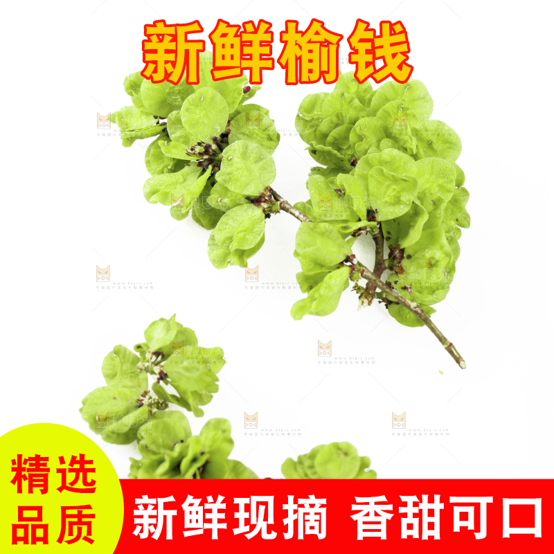 白底上的榆钱枝叶