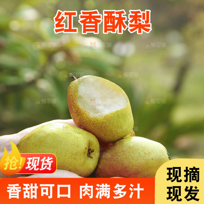 手里捧着陕西红香酥梨