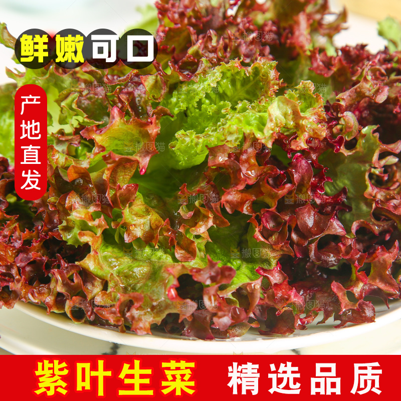 一盘红叶生菜