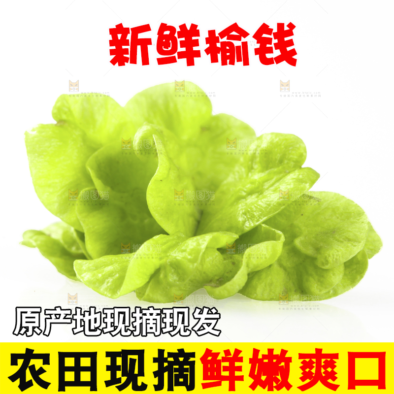 新鲜的野生榆钱