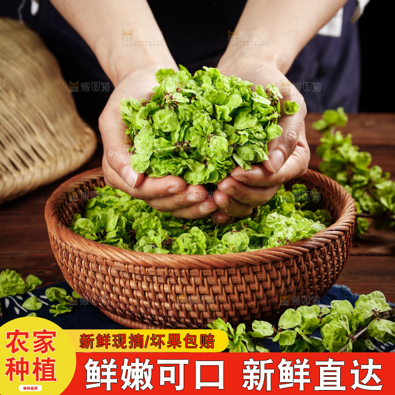手里捧着榆钱叶