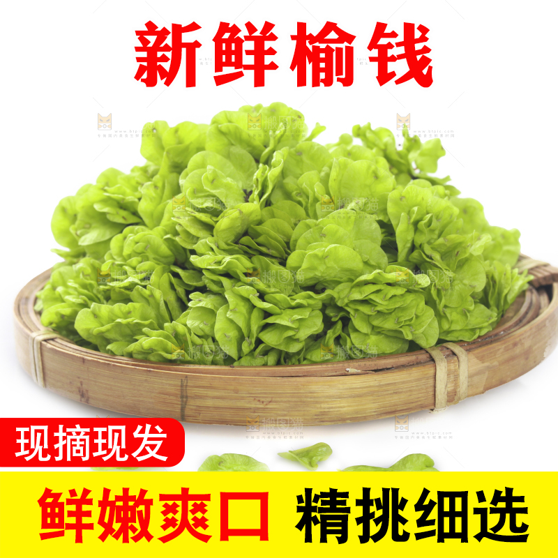 一篮榆钱叶