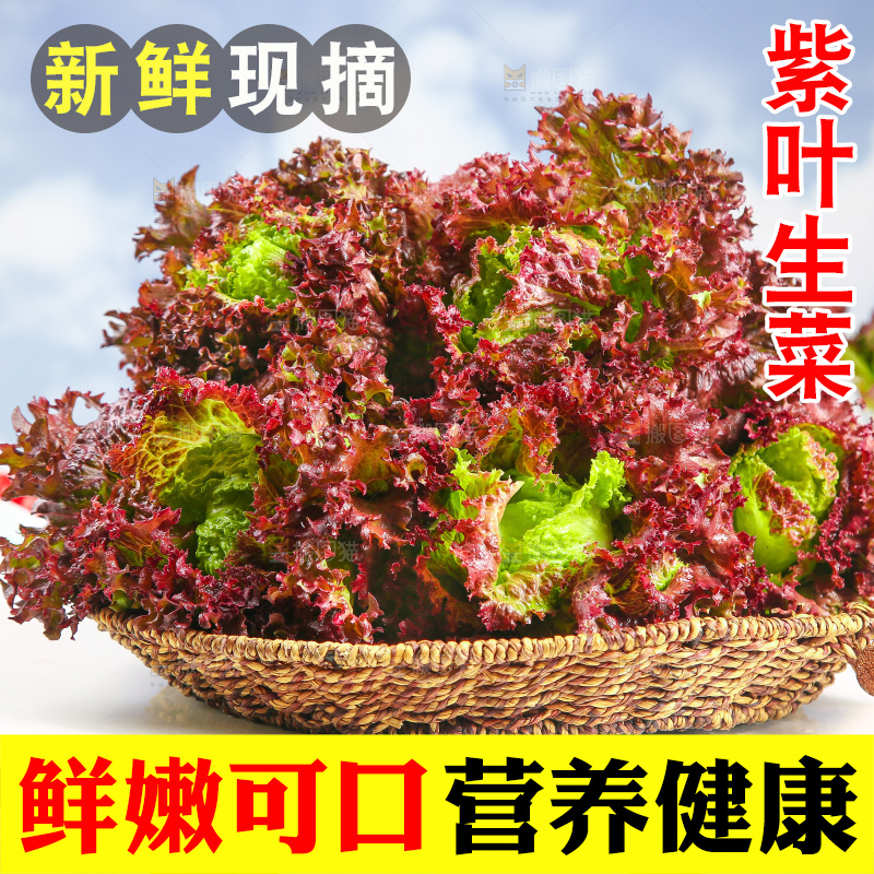 一篮紫叶生菜