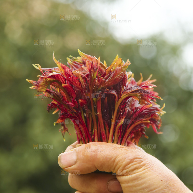 手里拿着香椿芽