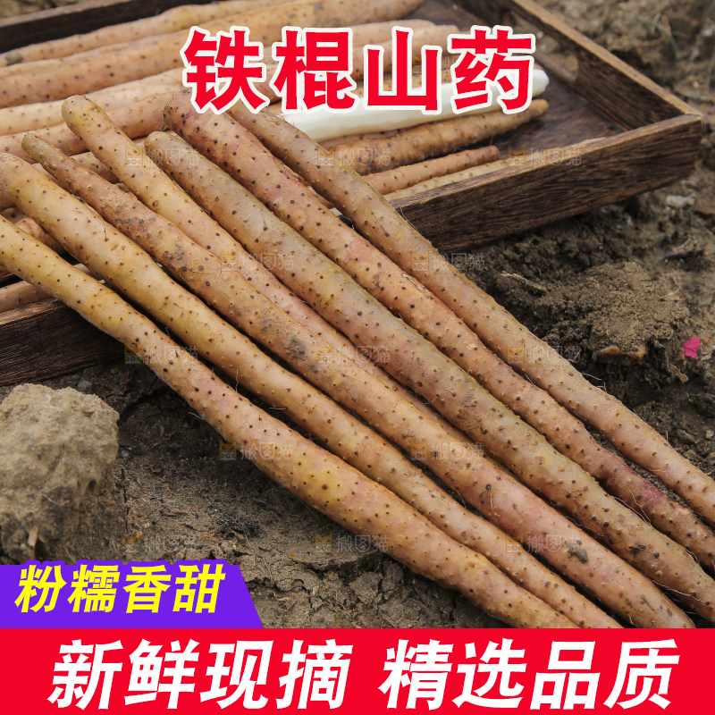 新鲜的铁棍山药