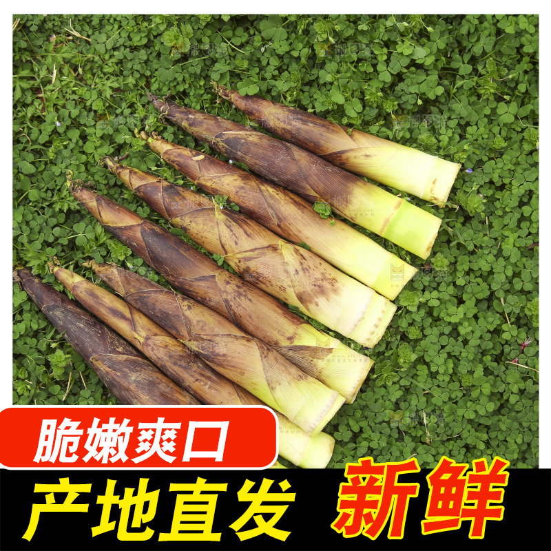 草里上放着春笋