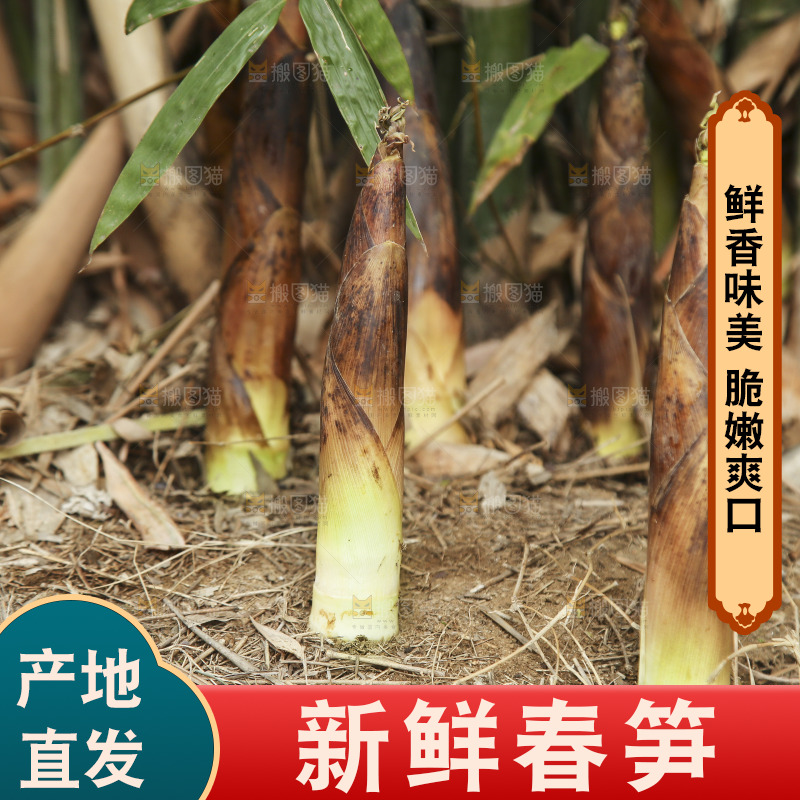 竹林里的春雷笋
