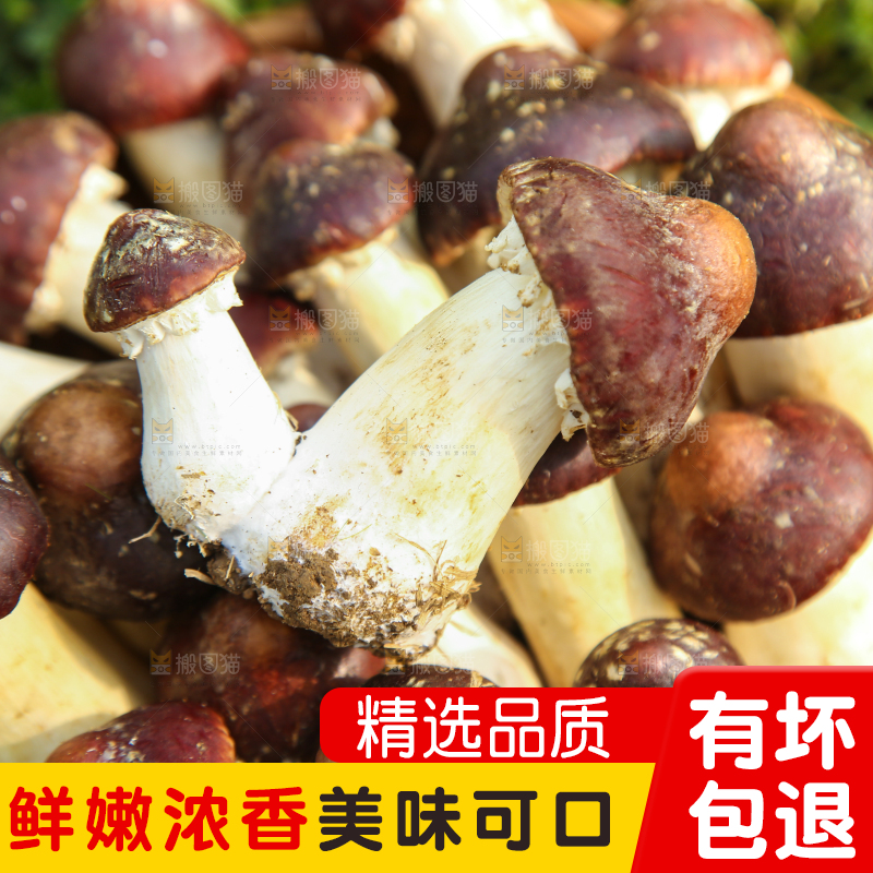 一篮云南赤松茸