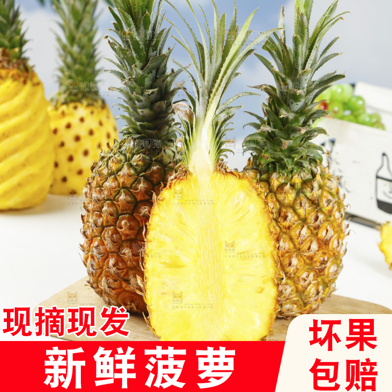 木底上的广东徐闻菠萝