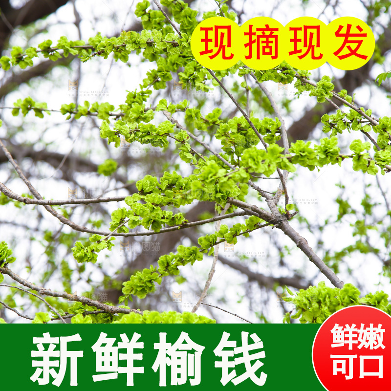 榆钱树枝叶