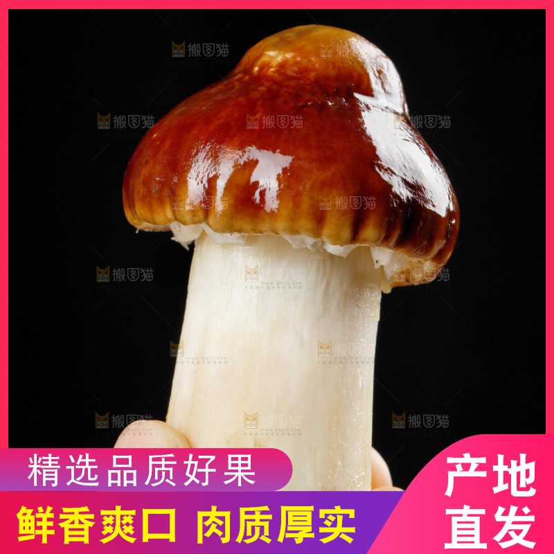 手里拿着松茸菇
