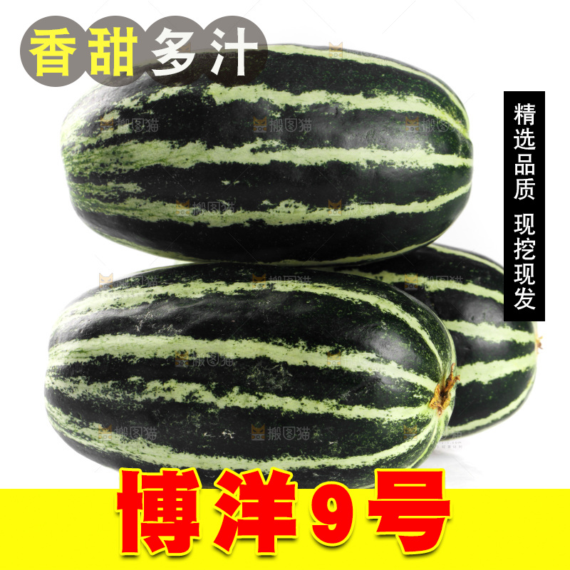 白底上的博洋9号甜瓜