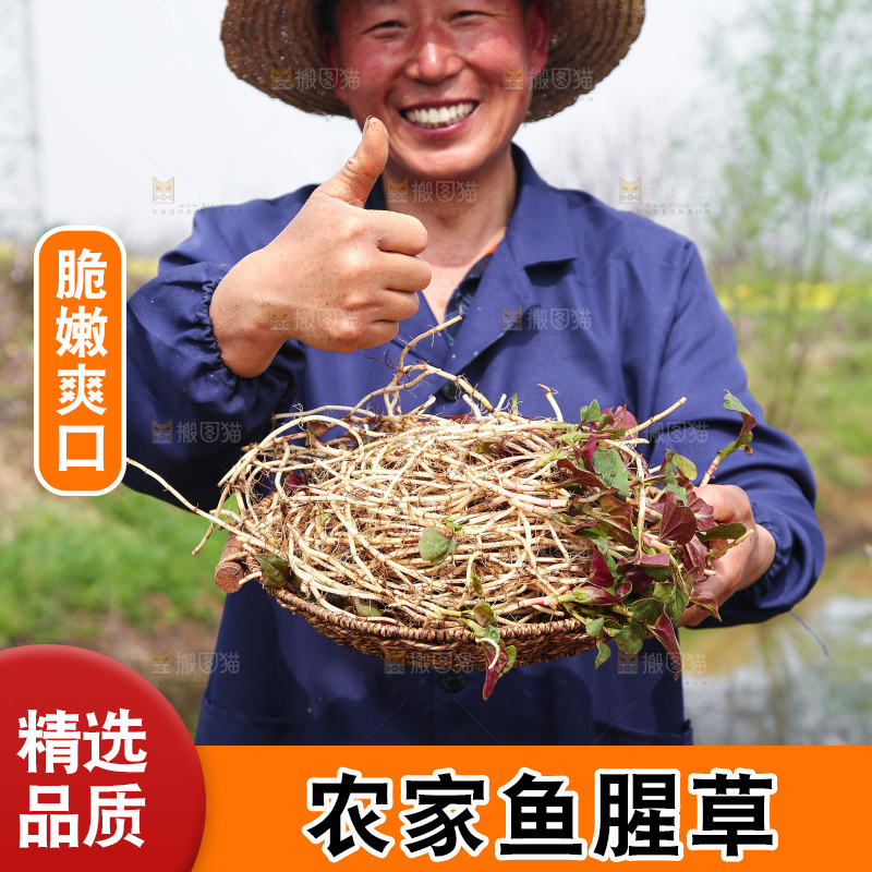 手里端着一篮鲜嫩折耳根