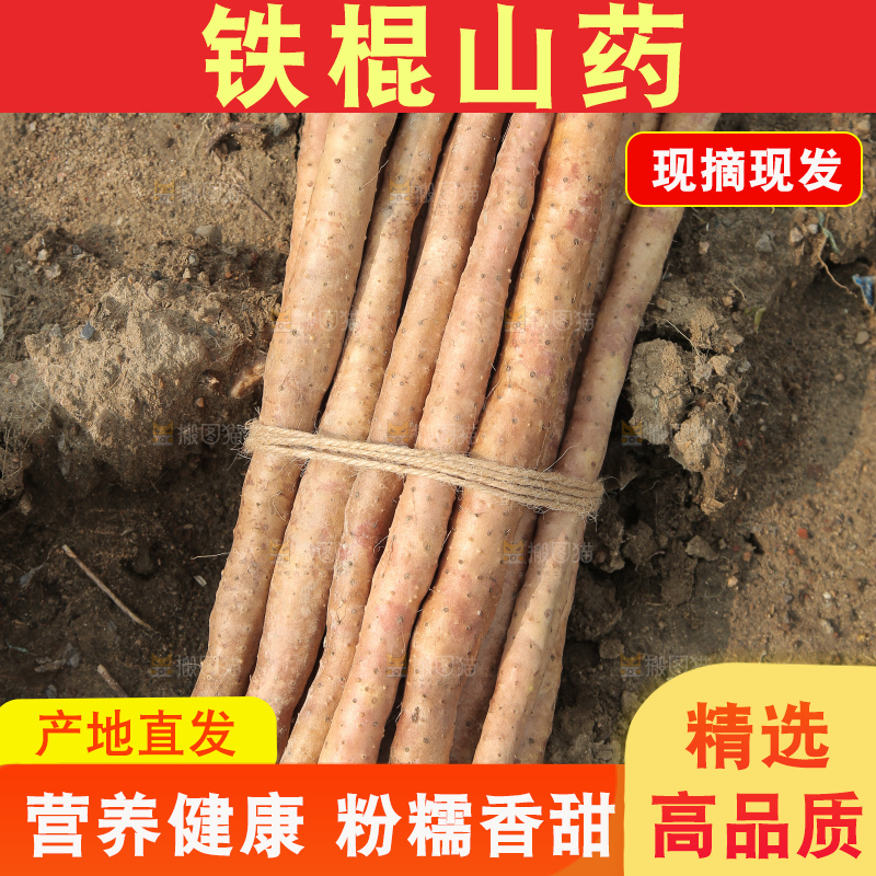 一捆铁棍山药