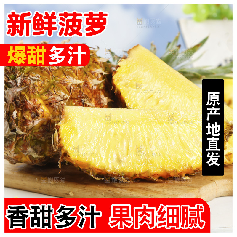 木底上的广东徐闻菠萝
