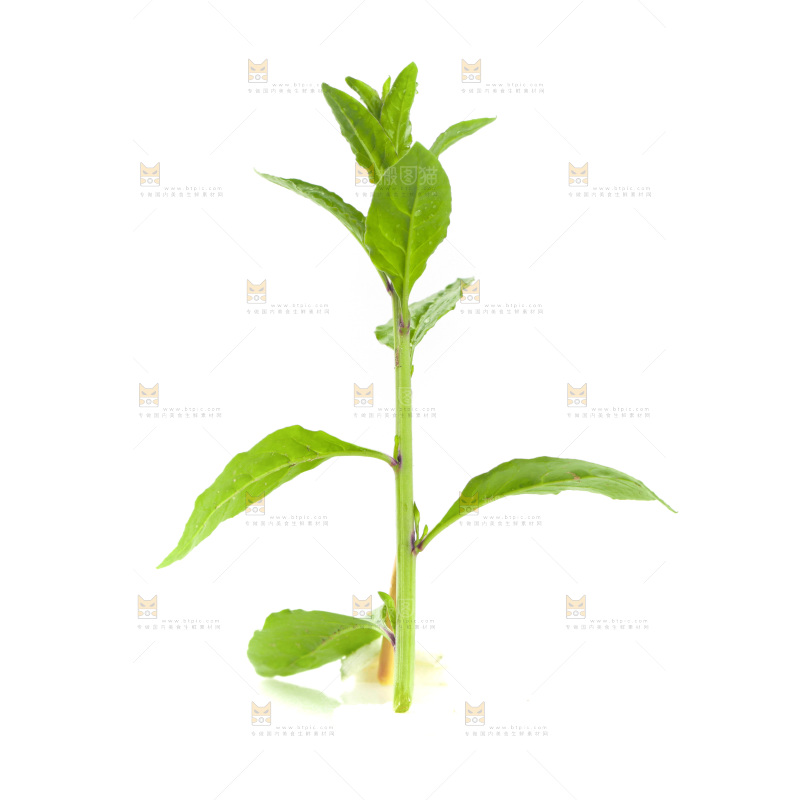 白底上的枸杞菜芽