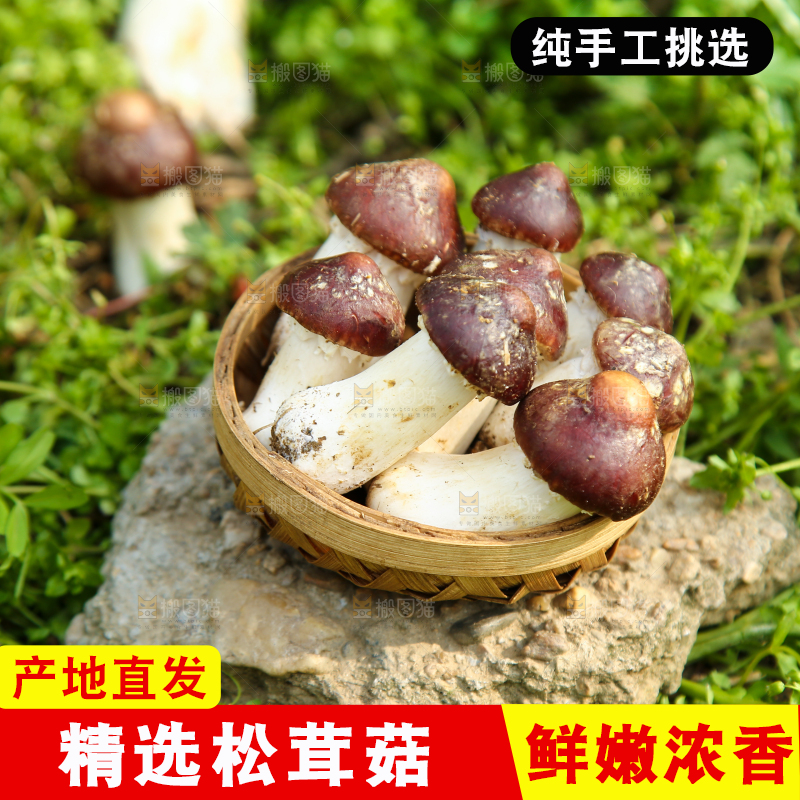 一篮新鲜松茸菇