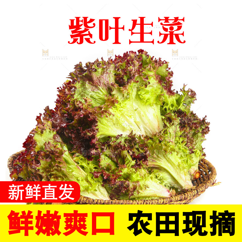 一篮紫叶生菜