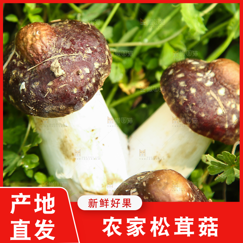 新鲜的松茸菇