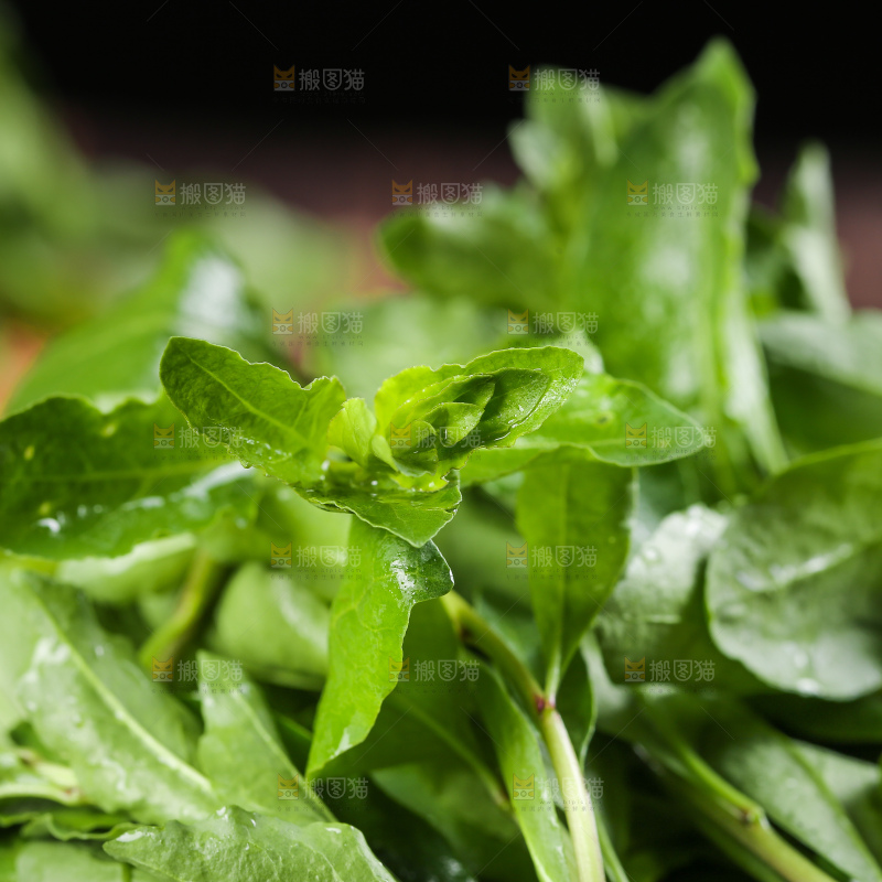 一堆新鲜枸杞菜
