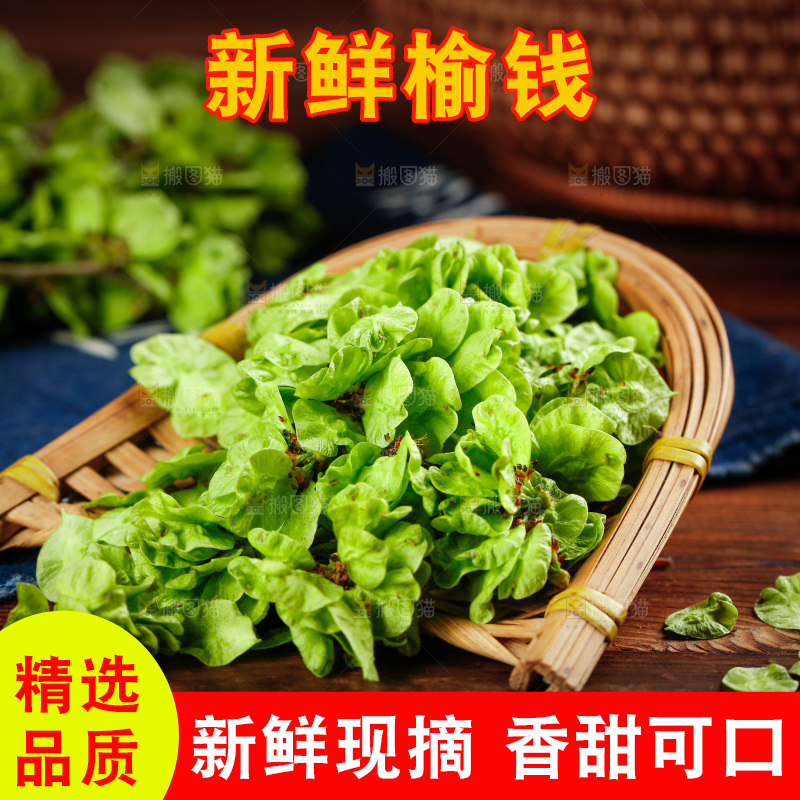 簸箕里装着榆钱