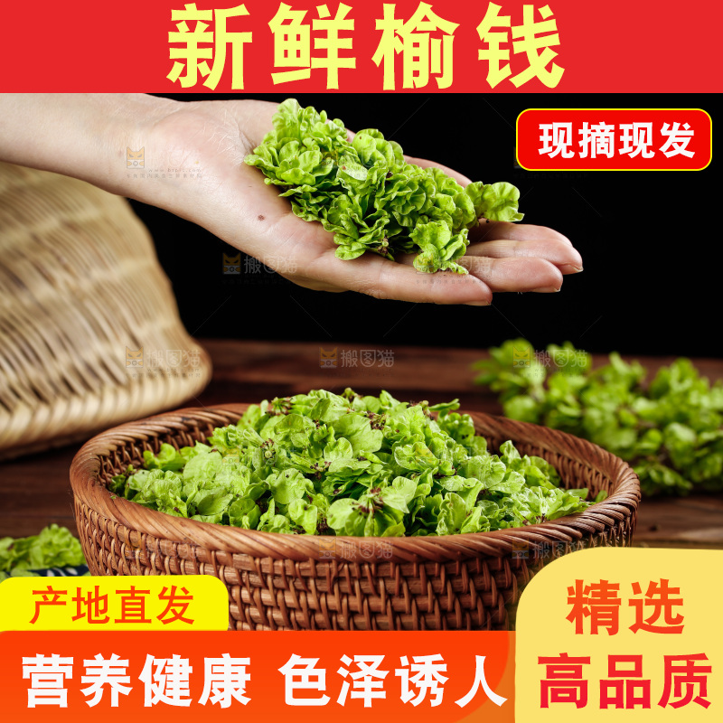 手里捧着榆钱叶