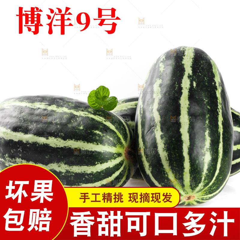 一堆新鲜博洋9号
