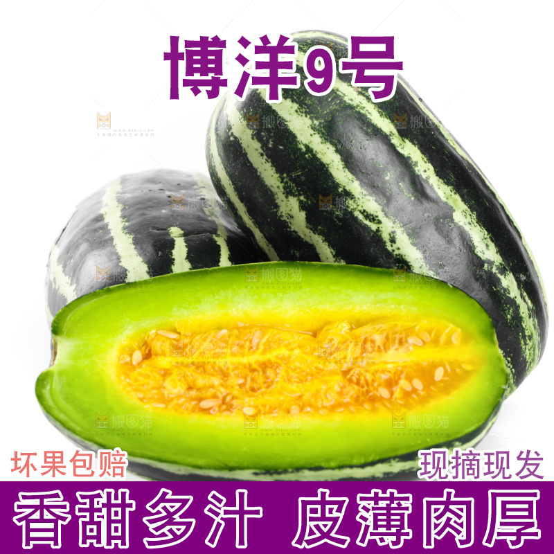 白底上摆放着博洋9号甜瓜