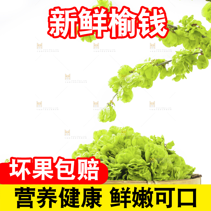 新鲜的野生榆钱