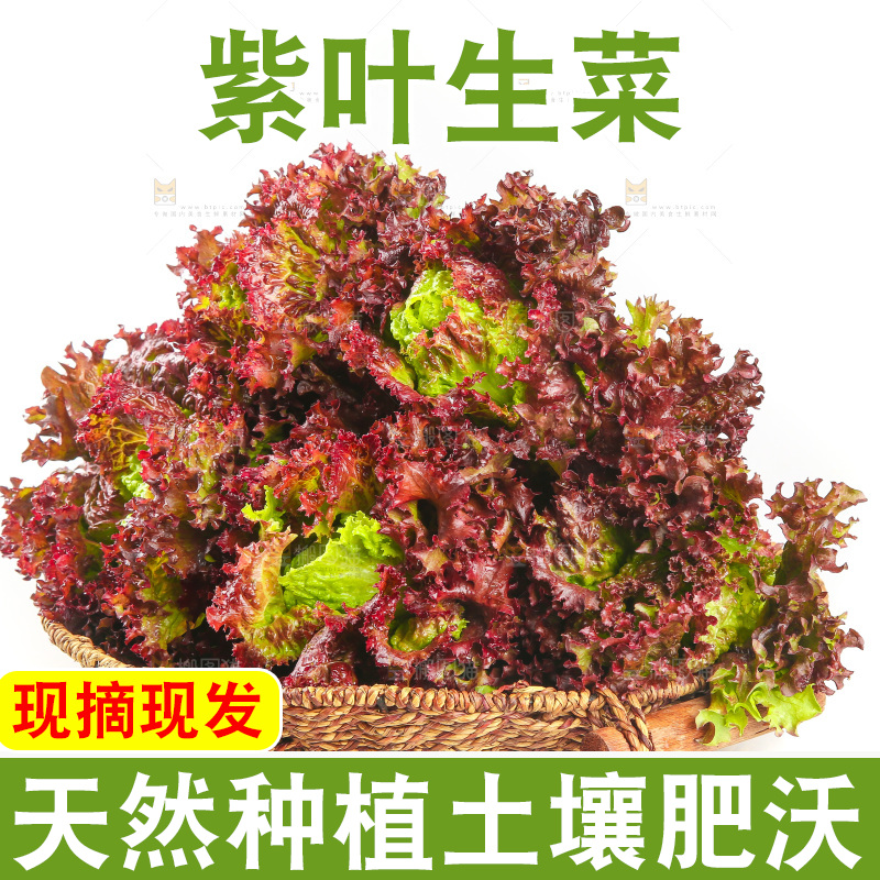 一篮紫叶生菜