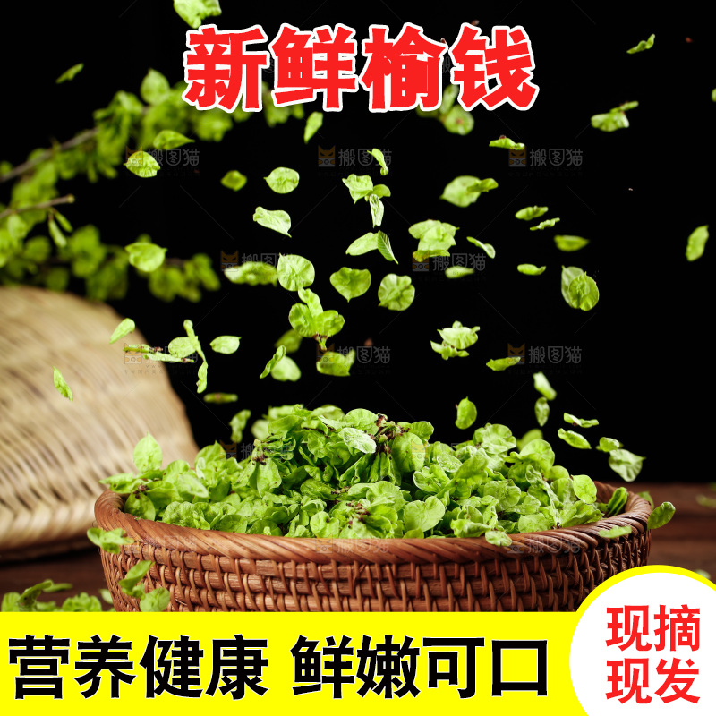 一篮新鲜榆钱