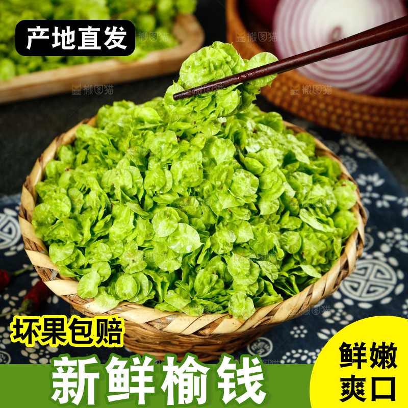 筷子上夹着榆钱
